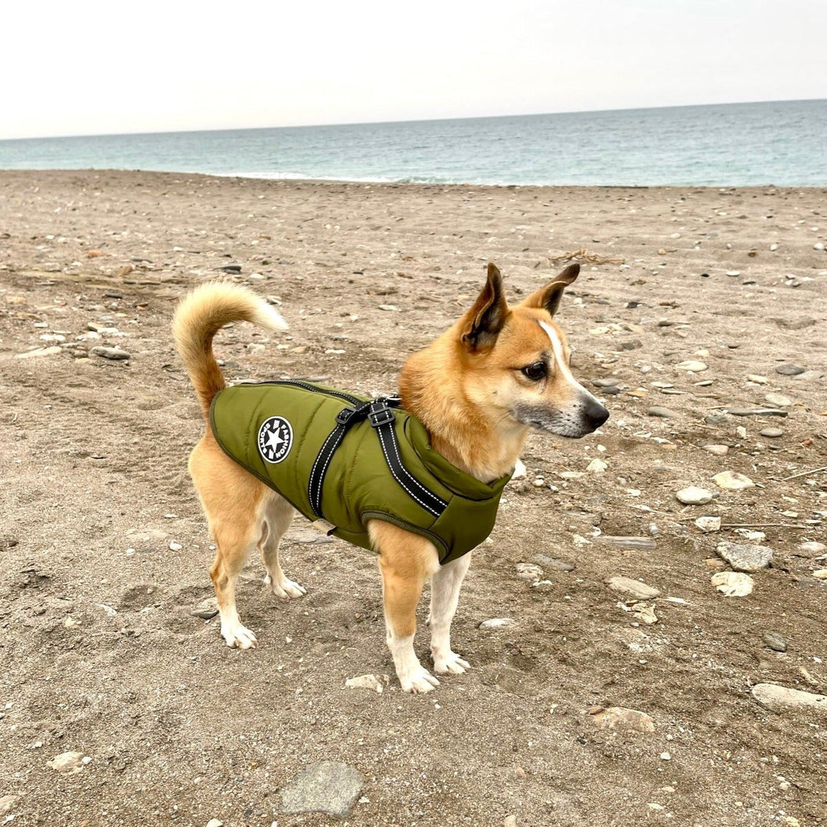Dog Jacket | Wind & Water-Resistant | Integrated Harness & Reflective Trim
