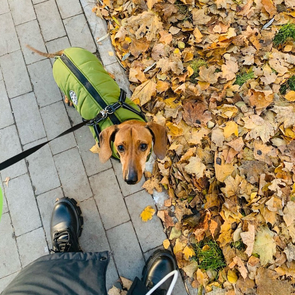 Dog Jacket | Wind & Water-Resistant | Integrated Harness & Reflective Trim