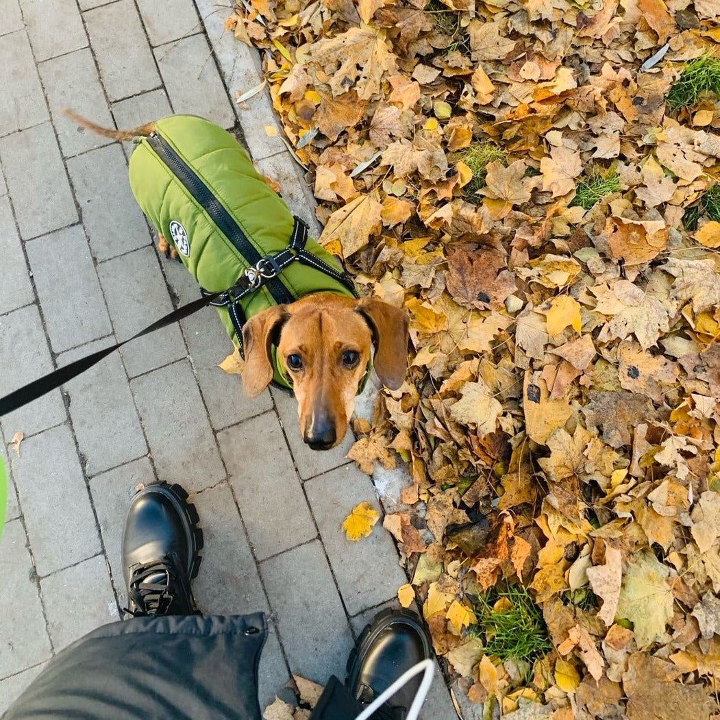 Dog Jacket | Wind & Water-Resistant | Integrated Harness & Reflective Trim